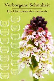 Hidden Beauty – The Orchids of the Saale Valley